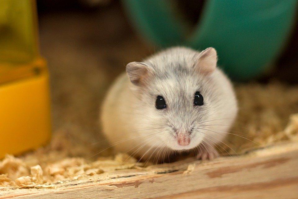 Can Hamsters Eat Watermelon? - Hamsters Guide
