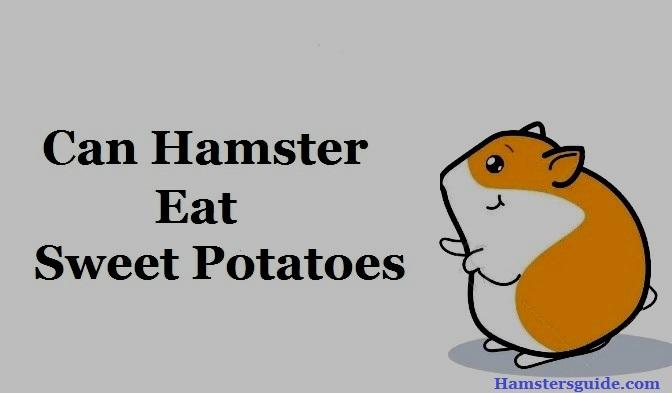 can hamster eat sweet potatoes